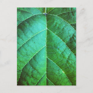 Carte postale Texture feuille verte