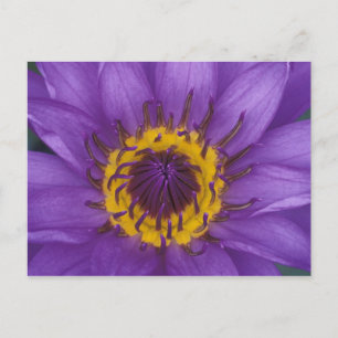 Carte Postale Thaïlande, Bangkok, Lotus violet et jaune