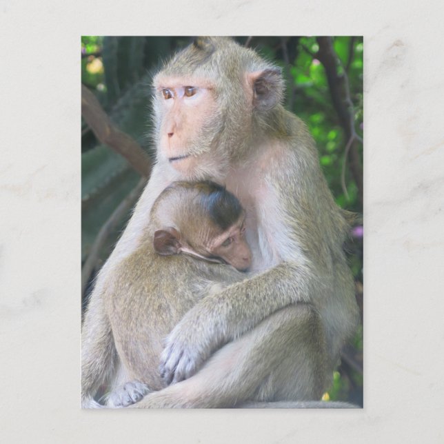 Carte Postale Thaïlande Monkey Mother and Child Hug (Devant)