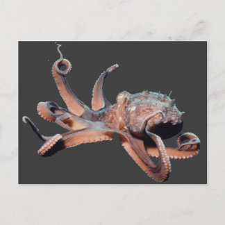 Carte Postale Thang Octopus-Wild