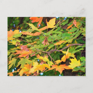Carte Postale Thanksgiving Chêne d'automne Feuille