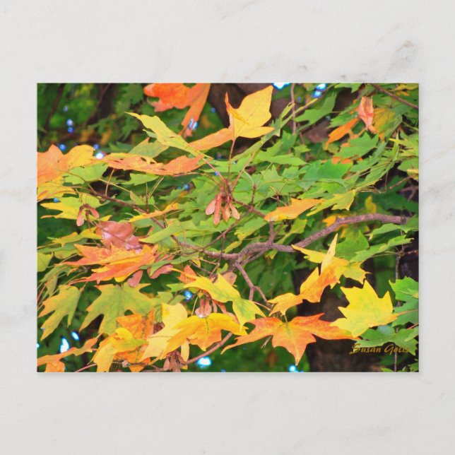 Carte Postale Thanksgiving Chêne d'automne Feuille (Devant)