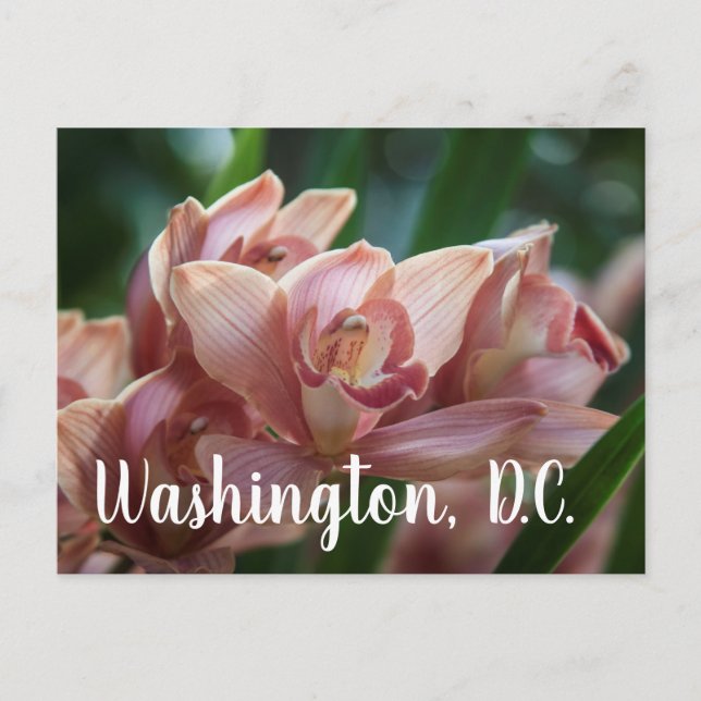 Carte Postale Thé au lait Orchidée Washington, D.C (Devant)