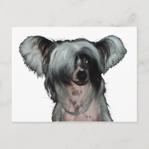 Carte Postale The Chinese crested dog