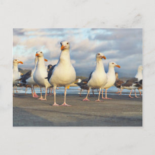 Carte Postale The Gull Gang