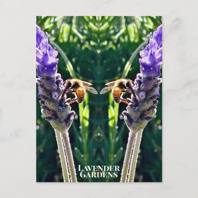 Carte Postale The Lavender & The Bee (Devant)