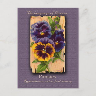 Carte Postale The Meaning of the Pansy