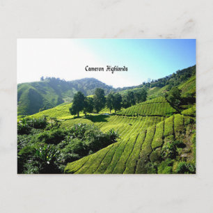 Carte Postale Thé Plantation, Cameron Highlands, Malaisie