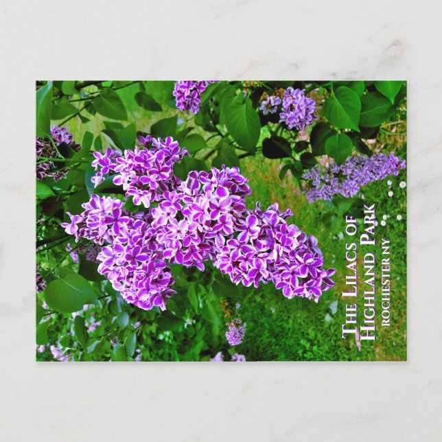 Carte postale - The Purple Lilacs of Highland Park (Devant)