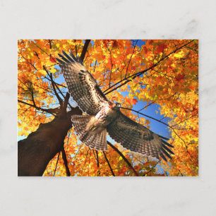 Carte Postale "The Sunday Hawk" Postcard