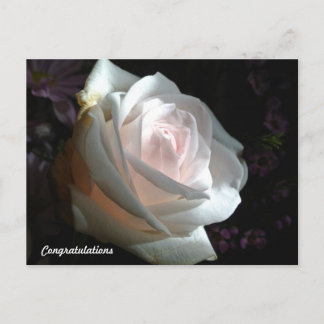 Carte Postale The White Rose - Félicitations
