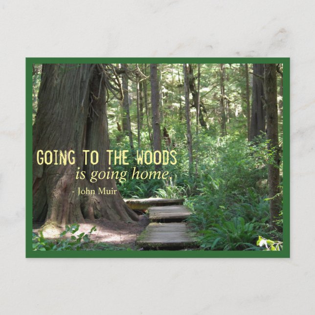 Carte Postale The Woods (Olympic N.P.) (Devant)