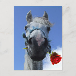 Carte Postale thème de l'amour cheval et rose