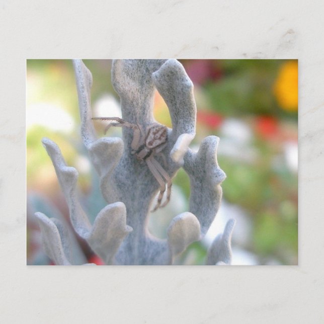 Carte postale Thomisid Crab Spider (Devant)