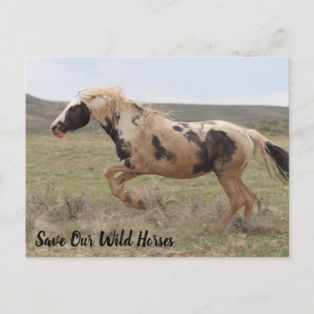 Carte postale Thor McCullough Peaks (Devant)