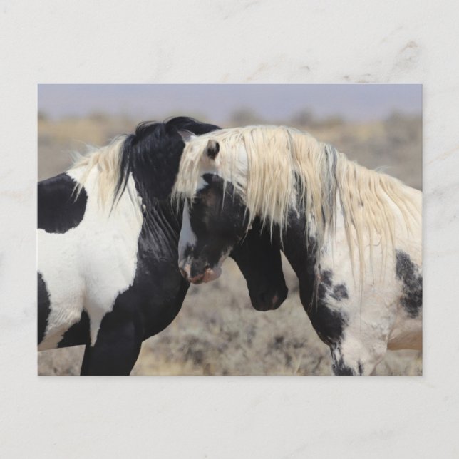 Carte Postale Thor McCullough Peaks Wild Horse (Devant)