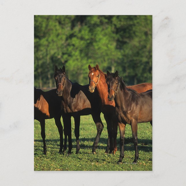 Carte Postale Thoroughbred (Devant)