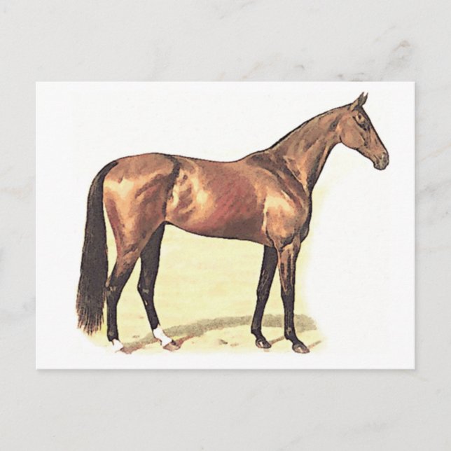 Carte Postale Thoroughbred (Devant)
