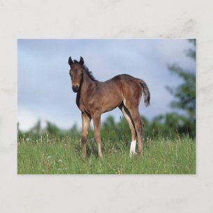Carte Postale Thoroughbred Foal Standing in the Grass