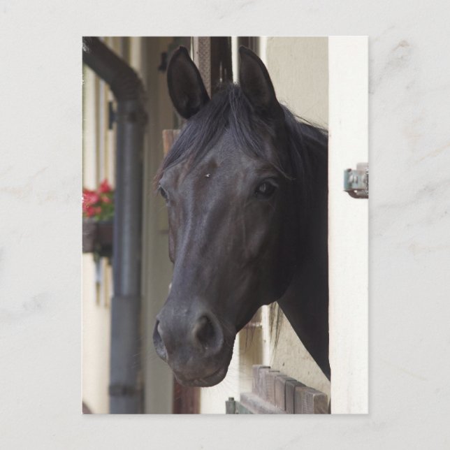 Carte postale Thoroughbred Friesian Cross (Devant)