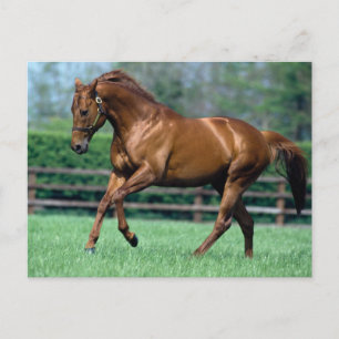 Carte Postale Thoroughbred Stallion, Irlande