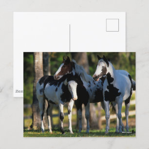 Carte Postale Three Paint Horses Standing Together
