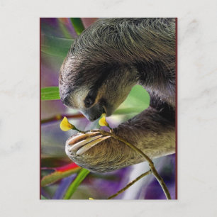 Carte Postale Three-Toed Tree Sloth