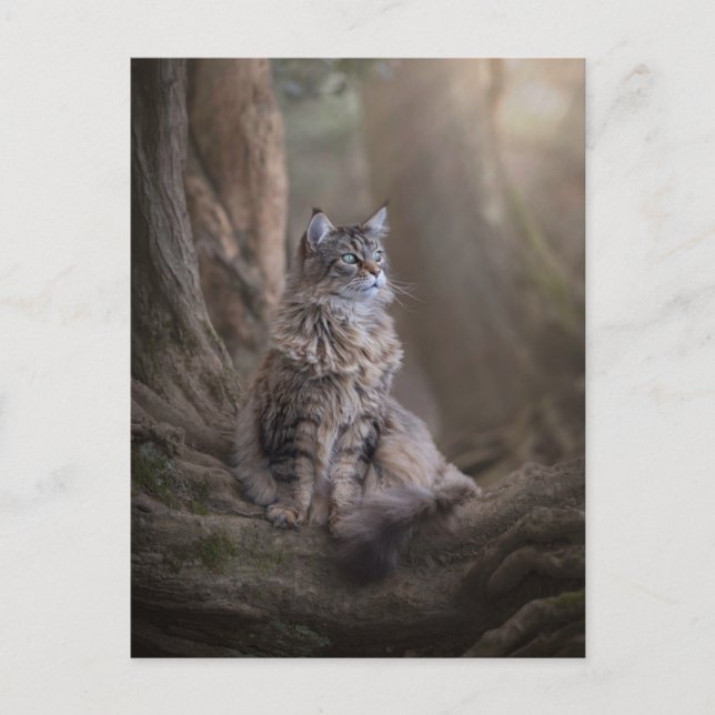 Carte postale Thula (Devant)