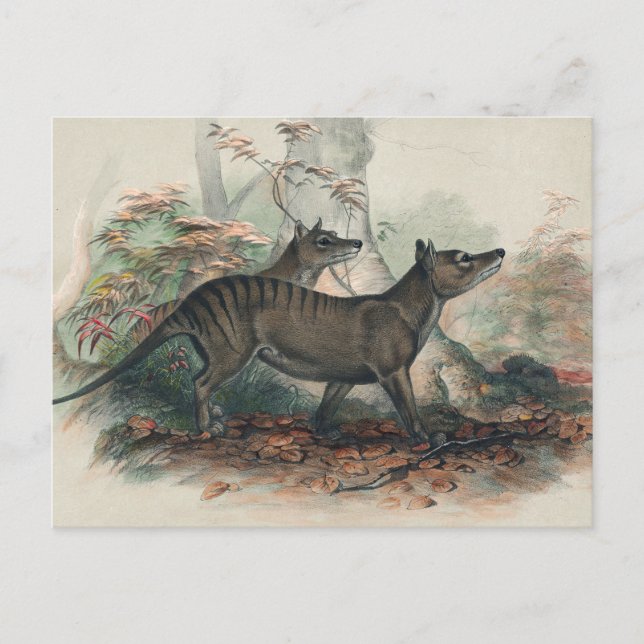 Carte Postale Thylacine par Joseph Wolf (Devant)