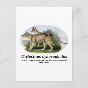 Carte Postale Thylacinus cynocephalus (tigre ou loup de Tasmanie