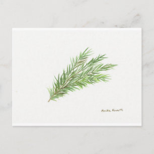 Carte Postale Thym herbe botanique plante aquarelle Cuisine 