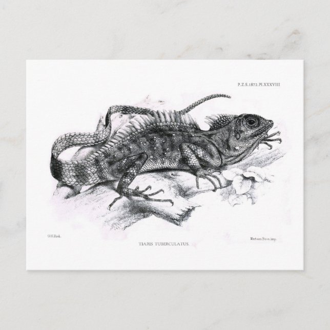 Carte Postale Tiaris tuberculatus (Devant)