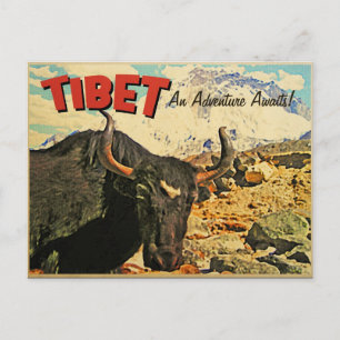 Carte Postale Tibet Adventure Attend Ox