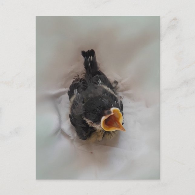Carte Postale Tidi my Bird le Parus Major (Devant)