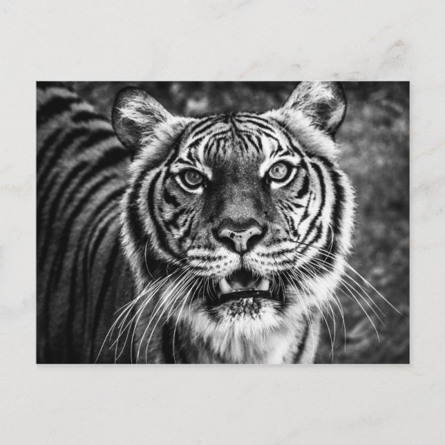 Carte postale Tiger (Devant)