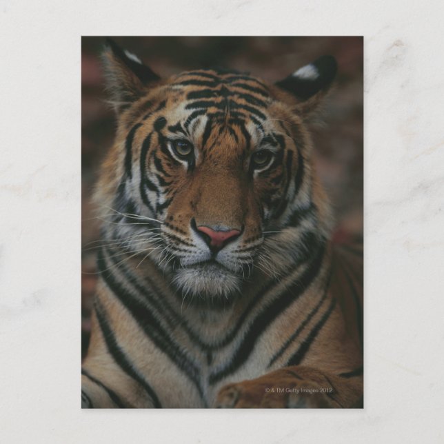 Carte Postale Tiger (Devant)