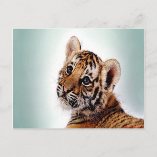 Carte Postale Tiger (Devant)