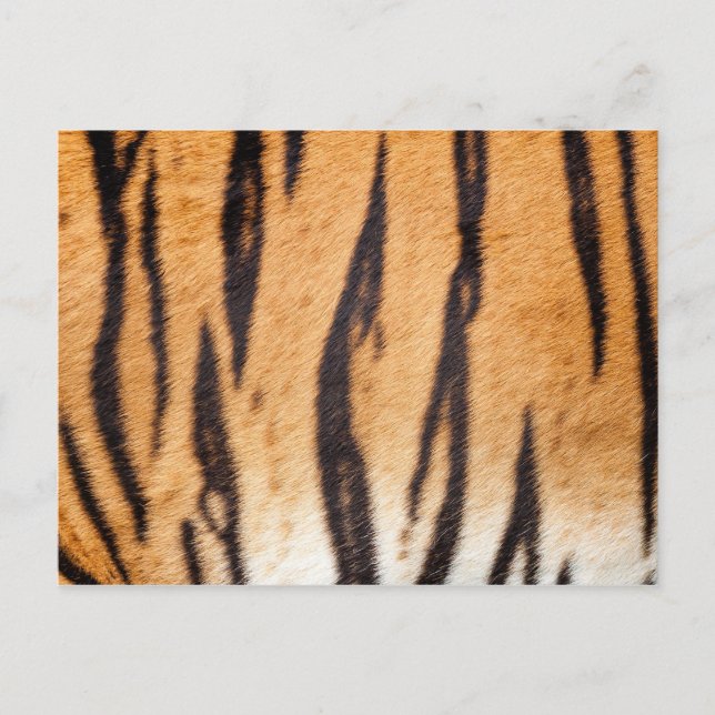 Carte postale Tiger (Devant)
