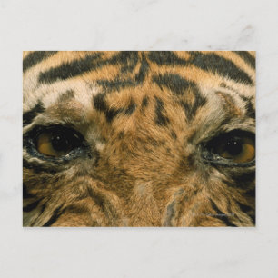 Carte Postale Tiger