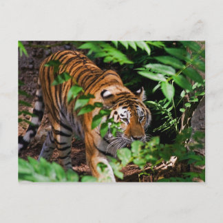 Carte postale Tiger
