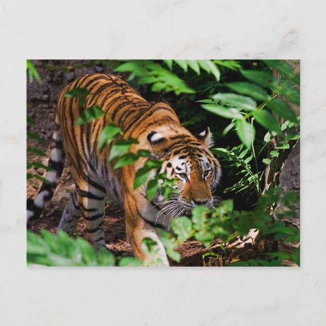 Carte postale Tiger (Devant)