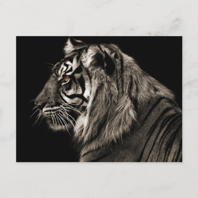 Carte Postale Tiger (Devant)