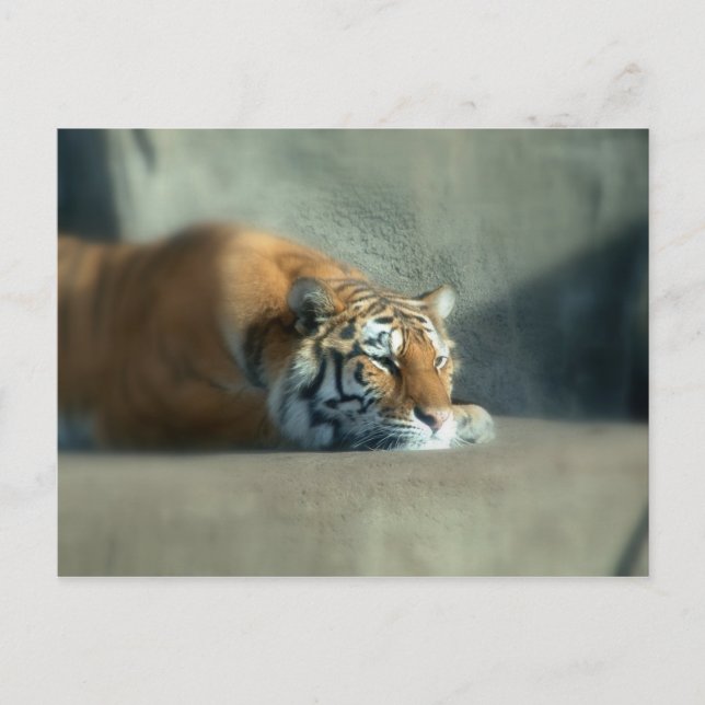 Carte Postale tiger2 (Devant)