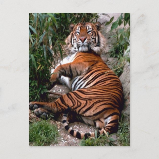 Carte Postale Tiger Big Cat impressions (Devant)