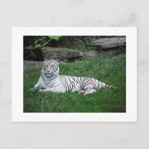 Carte postale Tiger blanc
