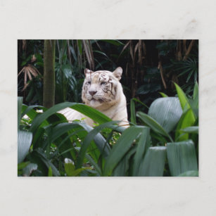 Carte postale Tiger blanc
