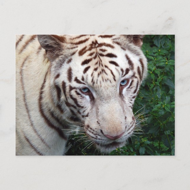 Carte postale Tiger blanc (Devant)