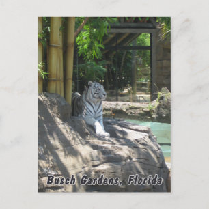 Carte postale Tiger blanc