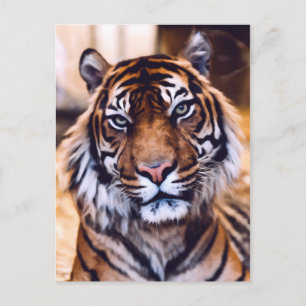 Carte Postale Tiger Chat Gros plan Faune Peinte