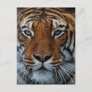 Carte Postale Tiger Chat Stripes Jungle Mist Animal